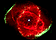 Picture of a galaxy